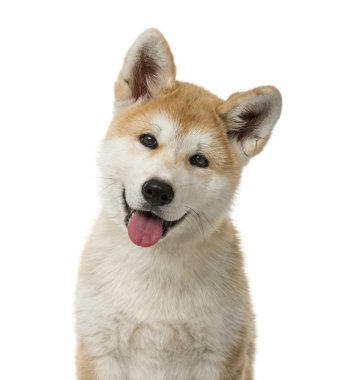 Beyaz arka plan önünde bir Akita Inu köpek yavrusu Close-Up