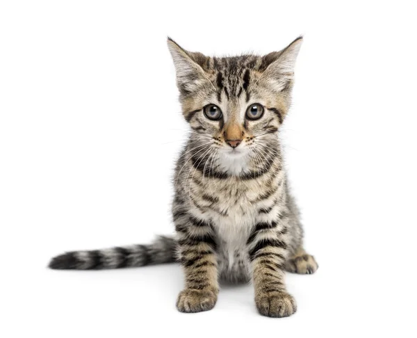 Kitten sitting in front of a white background — Stock Photo, Image