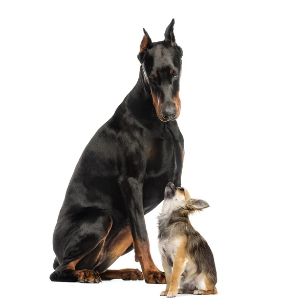 Doberman sitting and looking at a Chihuahua in front of a white — Stock Photo, Image