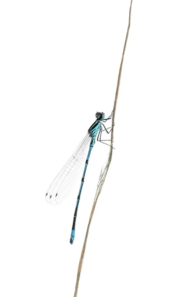 Azurové Motýlice na větvičce před bílým pozadím — Stock fotografie