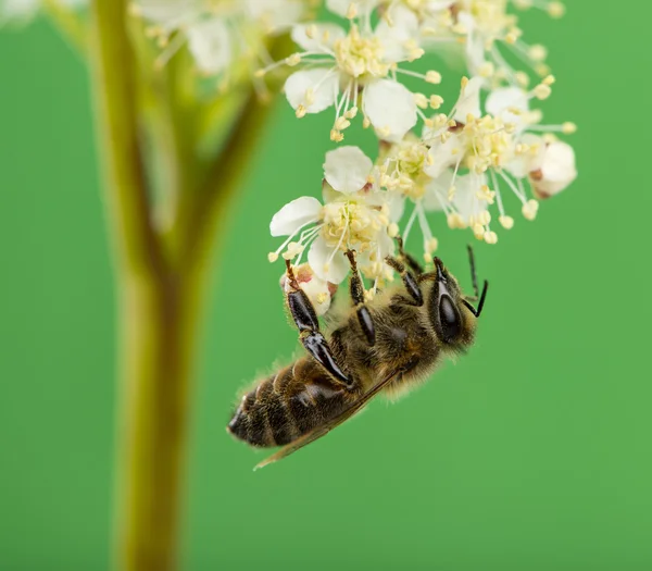 Honey bee foraging in front of a green background — Stock Photo, Image