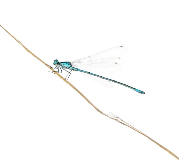 Azure damselfly on a twig in front of a white background — Stock Photo, Image