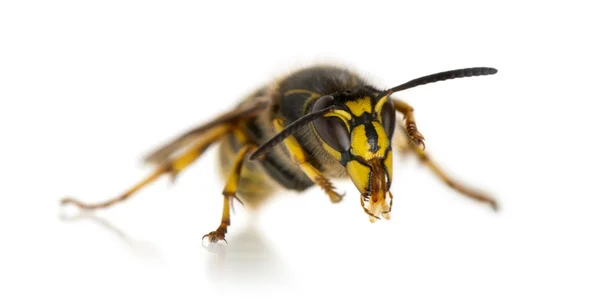 Wasp cleaning itself in front of a white background — Stock Photo, Image