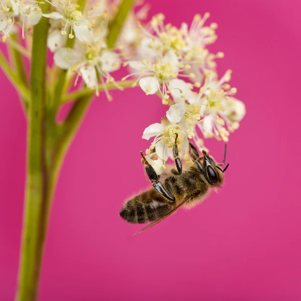 Honey bee foraging in front of a pink background — Stock Photo, Image