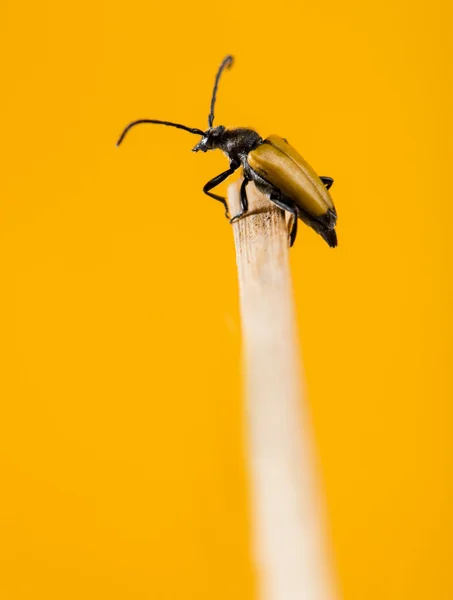 Солдатский жук на фоне оранжевого фона — стоковое фото