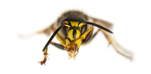 Wasp cleaning itself in front of a white background — Stock Photo, Image