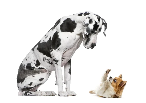 Gran Danés sentado y mirando a un Chihuahua delante de un blanco — Foto de Stock