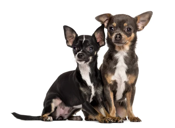 Beyaz bir arka plan önünde oturan iki Chihuahuas — Stok fotoğraf