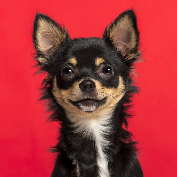 Close-up van een Chihuahua voor een roze achtergrond — Stockfoto