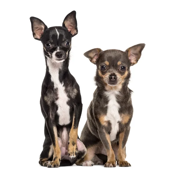 Two Chihuahuas sitting in front of a white background — Stock Photo, Image