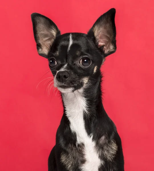 Gros plan d'un Chihuahua devant un fond rose — Photo