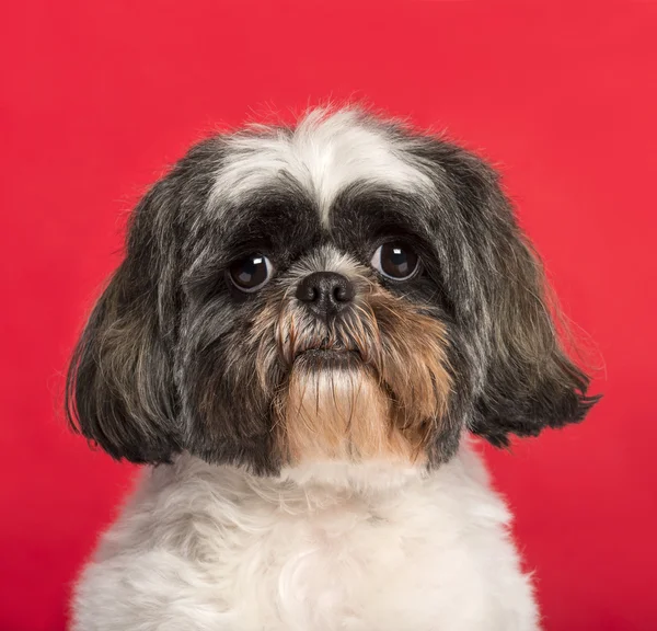 Närbild av en Shih Tzu framför en rosa bakgrund — Stockfoto