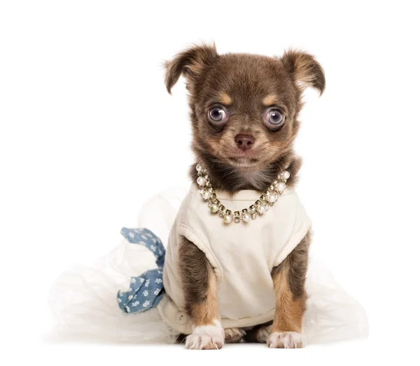 Gekleed Chihuahua pup zit een witte achtergrond — Stockfoto