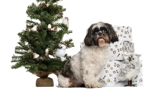 Shih Tzu sitting next to a Christmas tree and presents in front — Stock Photo, Image