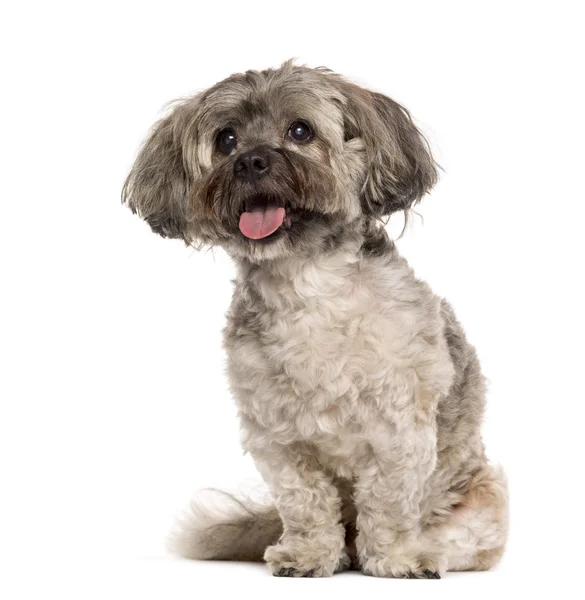 Shih Tzu sitting in front of a white background — Stock Photo, Image