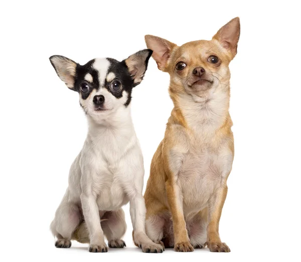 Two Chihuahuas sitting in front of a white background — Stock Photo, Image