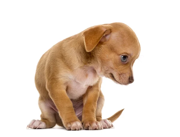 Chihuahua pup zit een witte achtergrond — Stockfoto