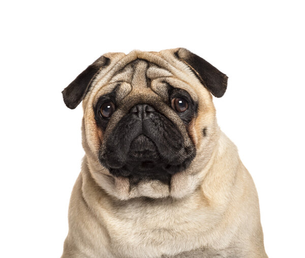 Close-up of a Pug in front of a white background