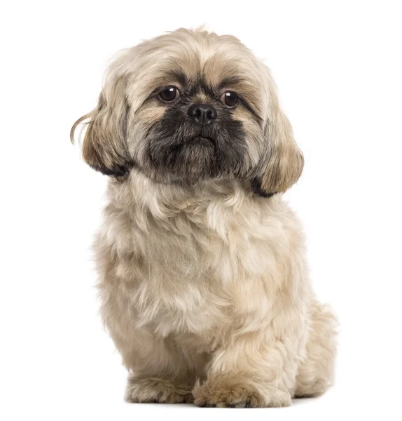 Shih Tzu sentado na frente de um fundo branco — Fotografia de Stock