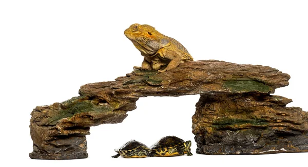 Dragón barbudo acostado en una roca con dos tortugas debajo en fr — Foto de Stock