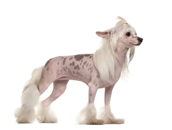Chinese crested dog standing in front of a white background — Stock Photo, Image