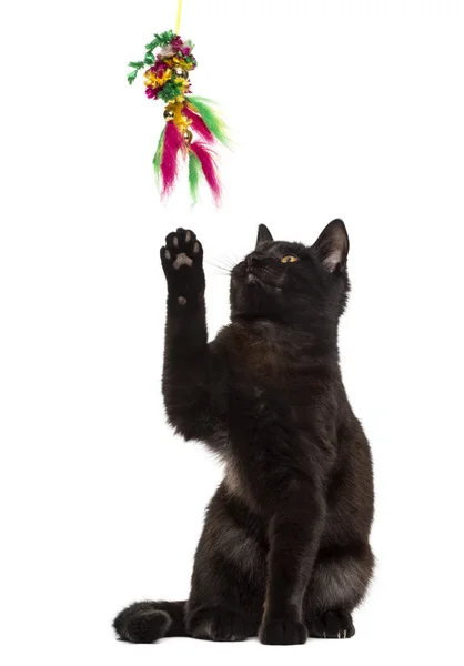 Gato preto jogando na frente de um fundo branco — Fotografia de Stock