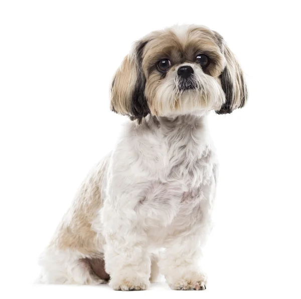 Shih Tzu sitting in front of a white background — Stock Photo, Image