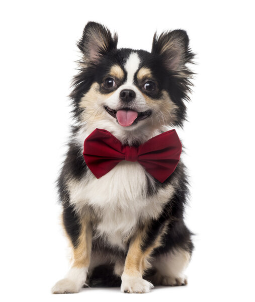 Chihuahua sitting and wearing a bow tie in front of a white back