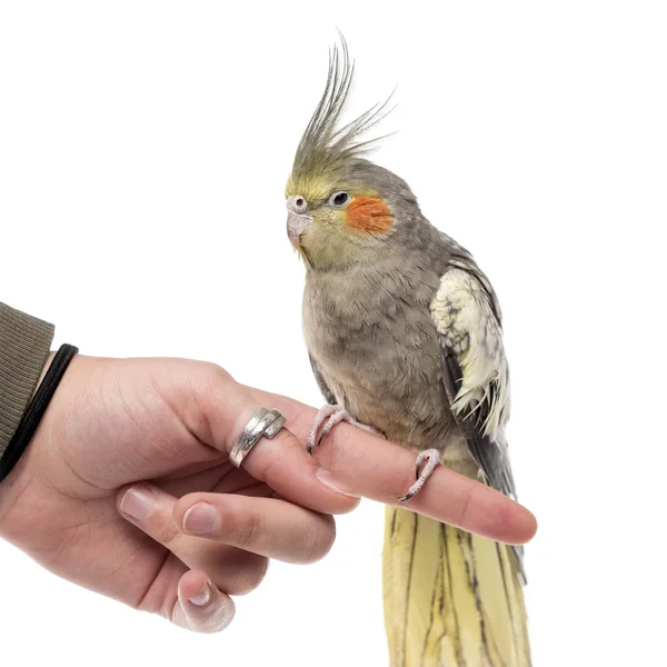 Cockatiel appollaiato su un dito davanti a uno sfondo bianco — Foto Stock
