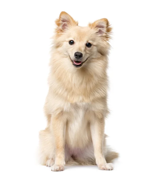 German Spitz sitting in front of a white background — Stock Photo, Image