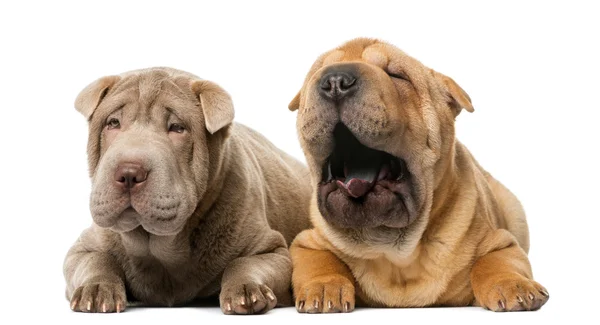 Two Shar pei puppies lying in front of a white background — Stock Photo, Image