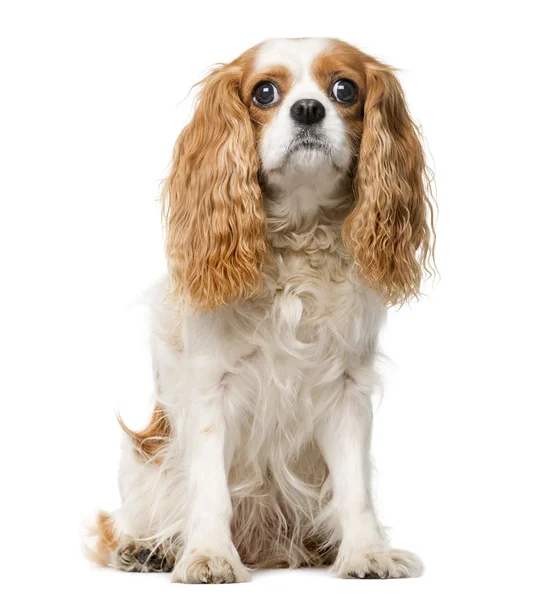 Cavalier king charles en frente de un fondo blanco — Foto de Stock