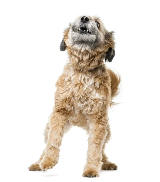 Kříženec pes štěká před bílým pozadím — Stock fotografie