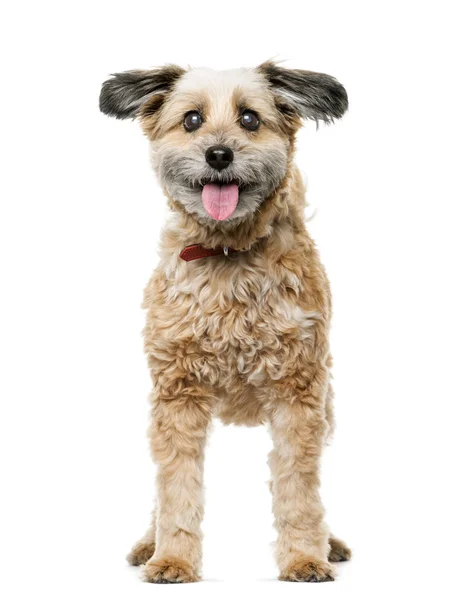 Crossbreed cão de pé na frente de um fundo branco — Fotografia de Stock