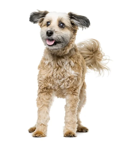 Kříženec pes stojící před bílým pozadím — Stock fotografie