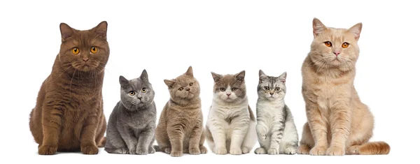 Grupo de britânicos Shorthairs sentado na frente de um backgrou branco — Fotografia de Stock