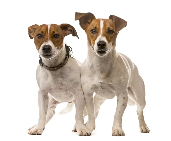 Beyaz arka plan önünde iki Jack Russell Terrier — Stok fotoğraf