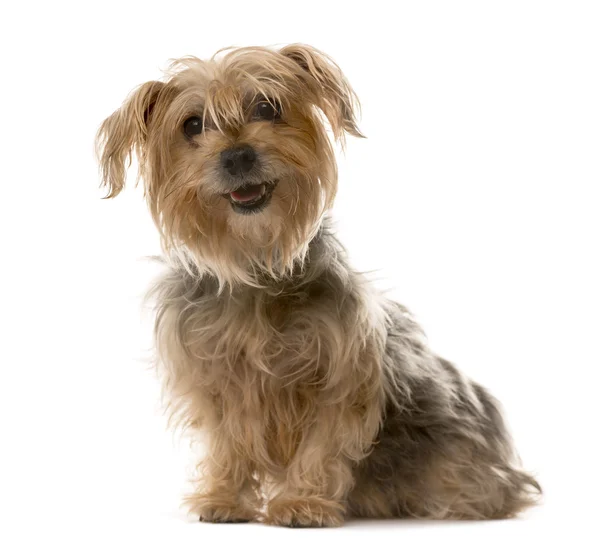 Yorkshire sitting in front of a white background — Stock Photo, Image