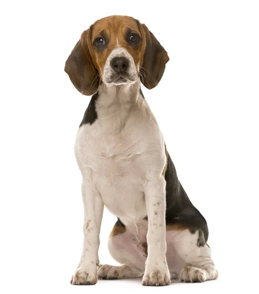Beyaz bir arka plan önünde oturan beagle — Stok fotoğraf