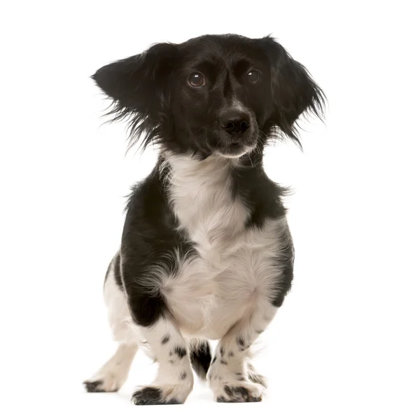 Crossbreed dog standing in front of a white background — Stock Photo, Image