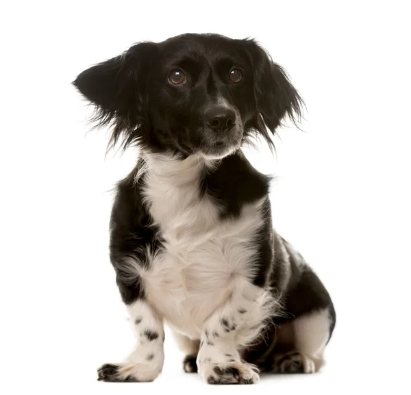 Beyaz bir arka plan önünde oturan köpek crossbreed — Stok fotoğraf