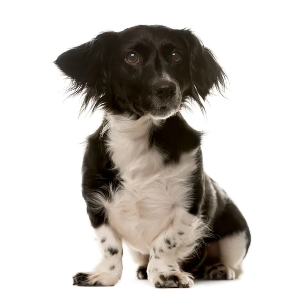 Crossbreed cão sentado na frente de um fundo branco — Fotografia de Stock