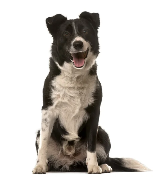 Crossbreed dog sitting in front of a white background — Stock Photo, Image