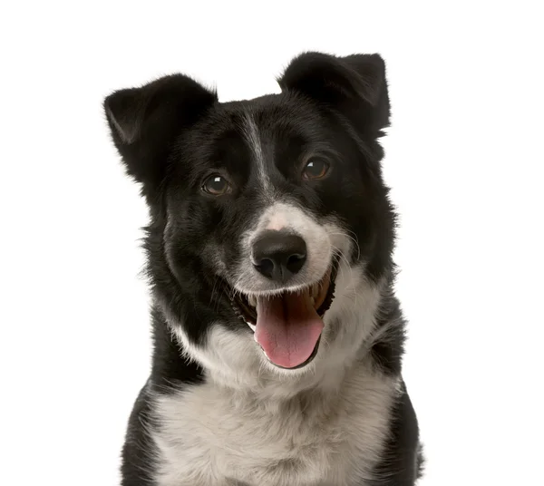 Close-up de um cão mestiço na frente de um fundo branco — Fotografia de Stock