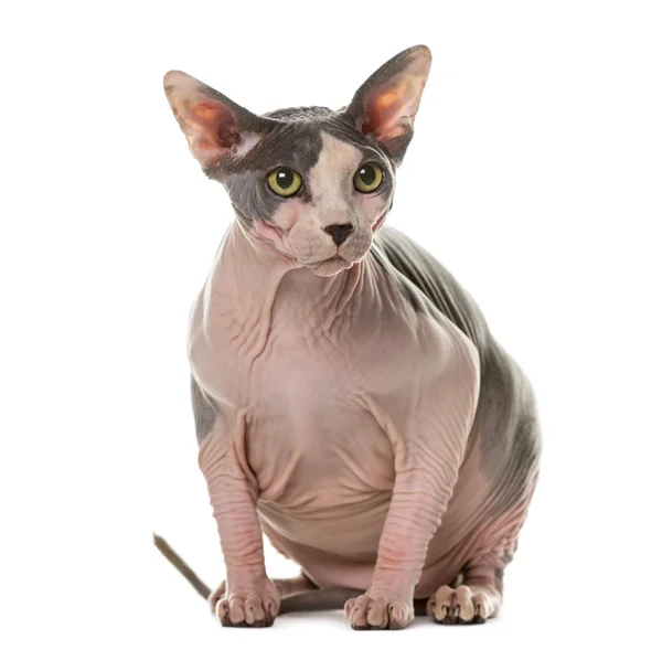 Sphynx zit een witte achtergrond — Stockfoto