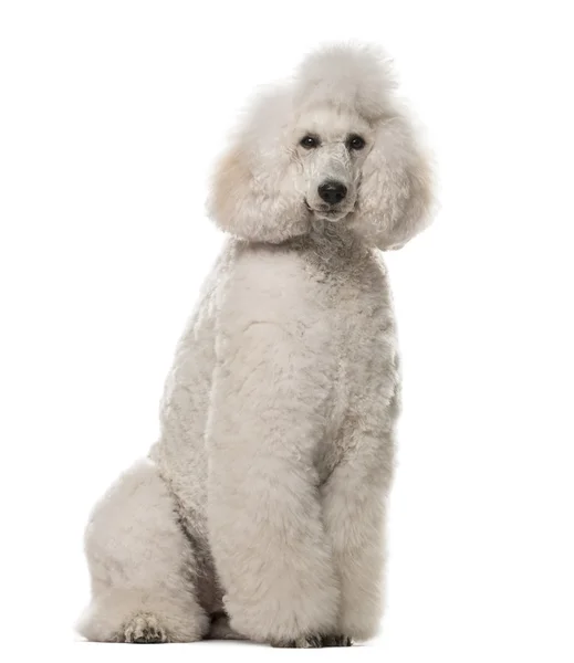 Poodle sentado frente a un fondo blanco — Foto de Stock