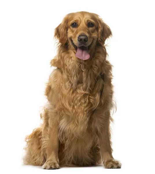 Golden Retriever sentado na frente de um fundo branco — Fotografia de Stock