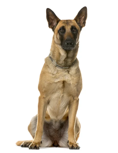 Deutscher Schäferhund vor weißem Hintergrund — Stockfoto
