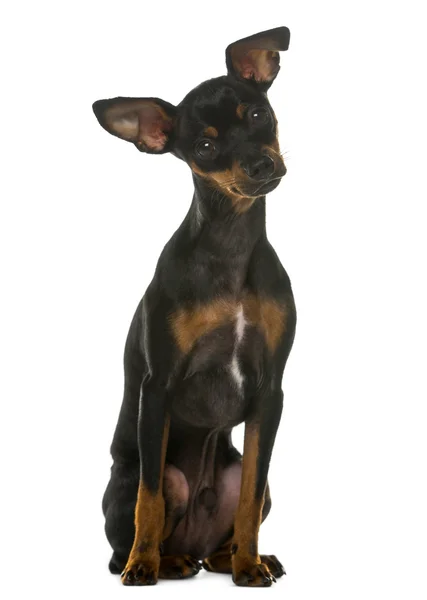 Egy fehér háttér előtt ülő, kis méretű Pinscher — Stock Fotó