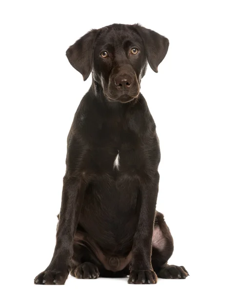 Labrador sentado na frente de um fundo branco — Fotografia de Stock